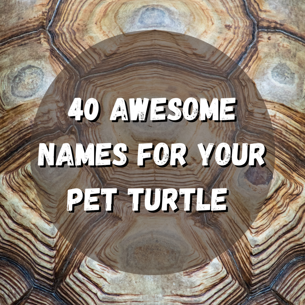 This article gives you 40 amazing turtle names to help you with naming your new turtle!