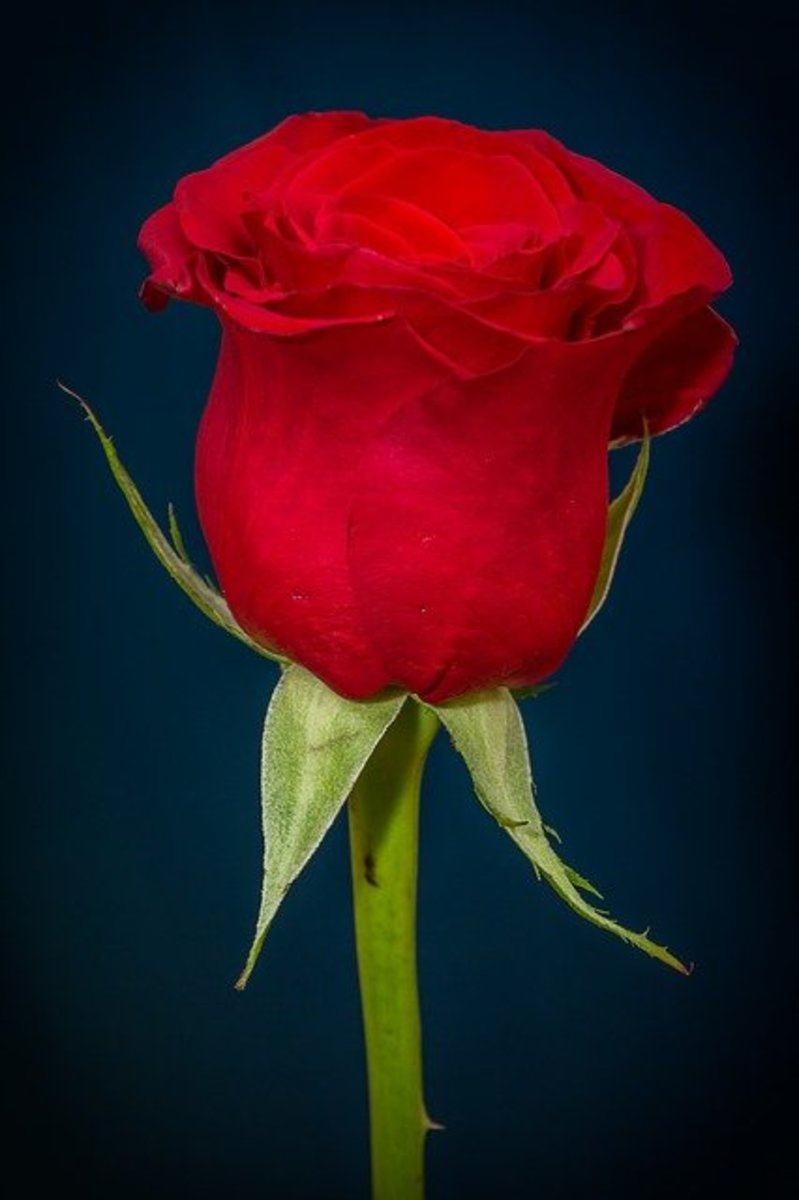 Oh, Rose: The Elegant! (Poem on Rose)