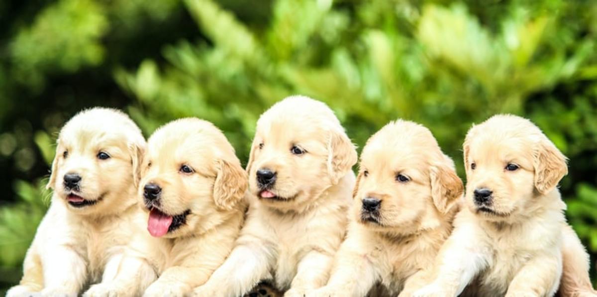 Top 5 Dog Breeds For Families