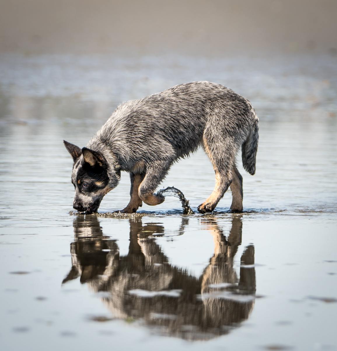 The Blue Heeler is a serious working cattle dog.