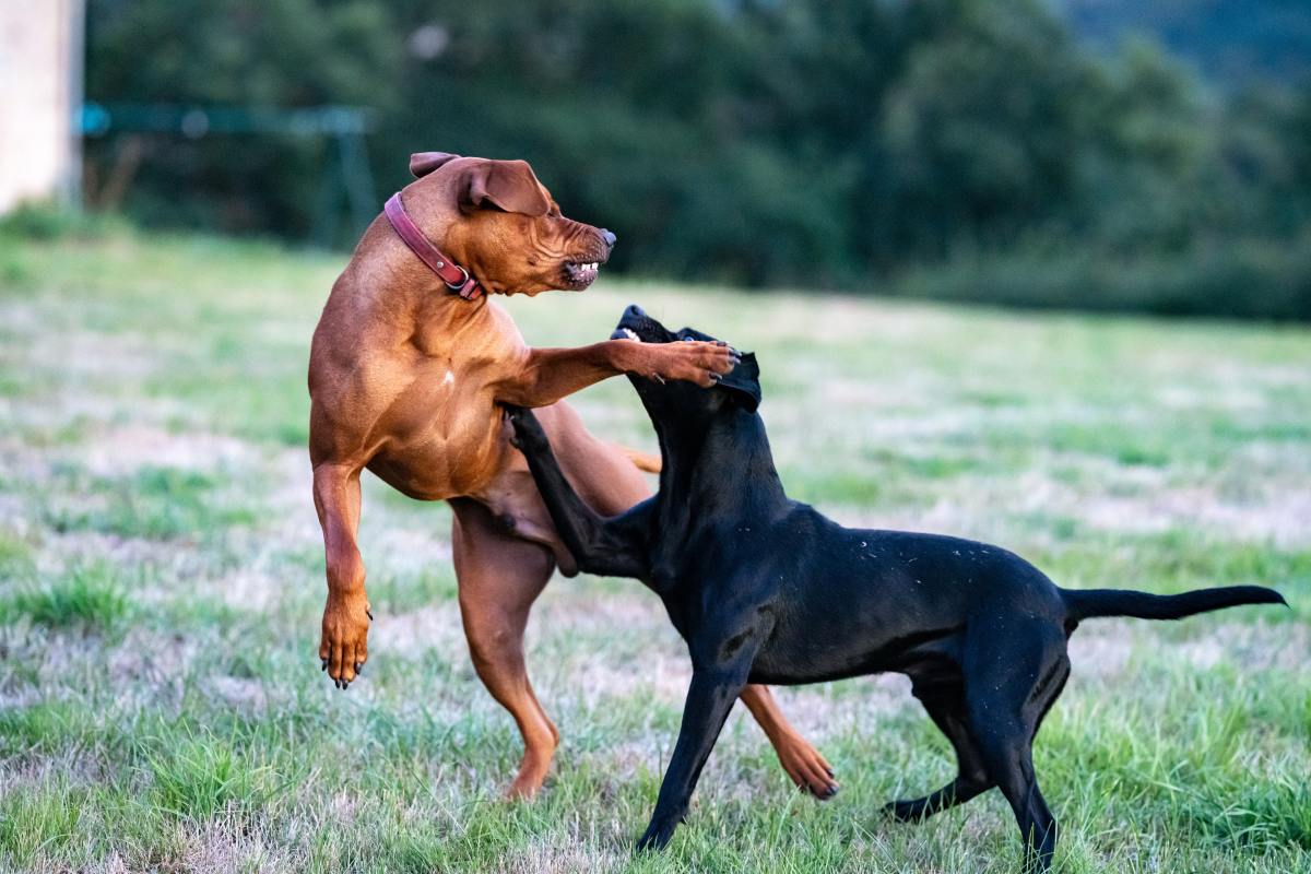 Are Dogs Naturally Aggressive