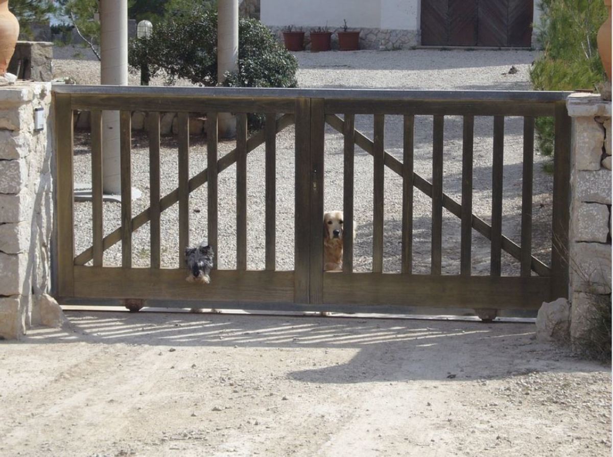 Determined dogs can find ways to squeeze out of gates. 