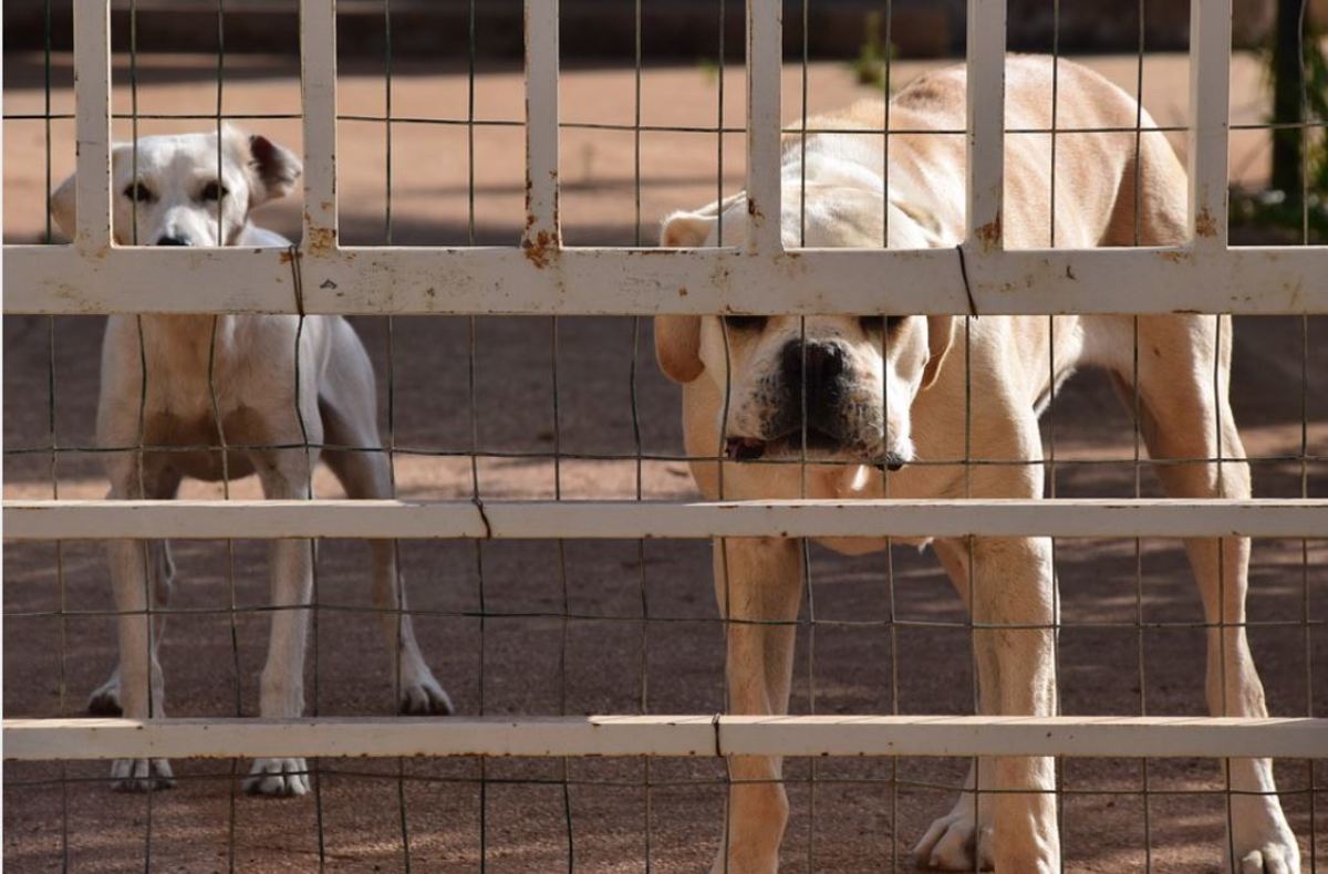 Mesh can keep dogs from squeezing through gates. 