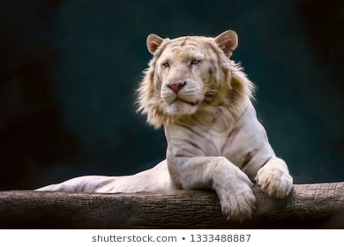 The Powerful Liger: Crossbreed Cats of Male Lion and Female Tigress