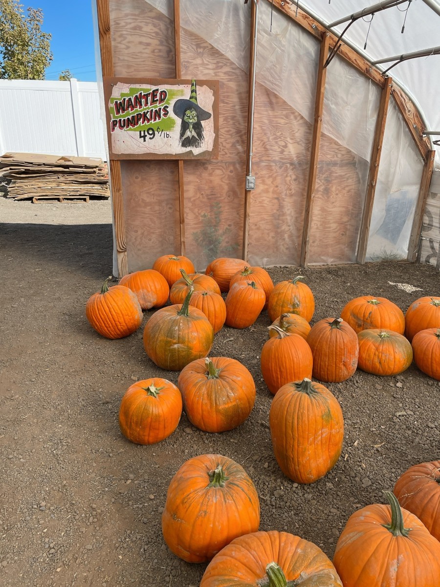 The most wanted pumpkins.