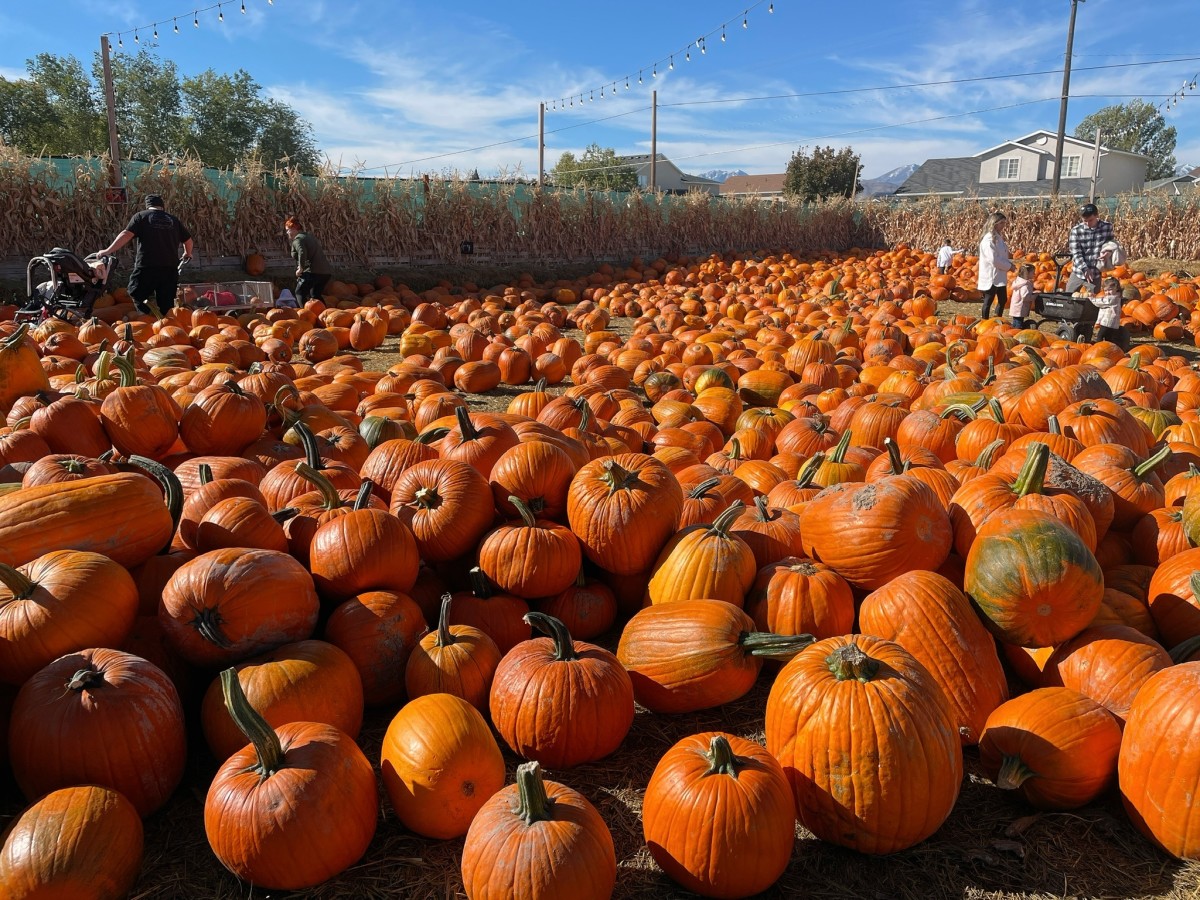 Take a look at these orange pumpkins!