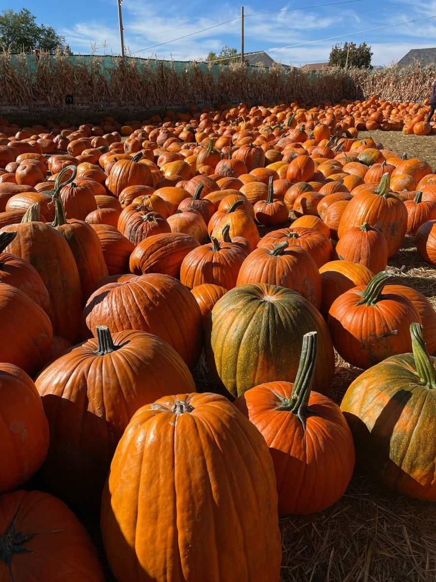 If you're looking for a large-size pumpkin, I guarantee you can find it here. 