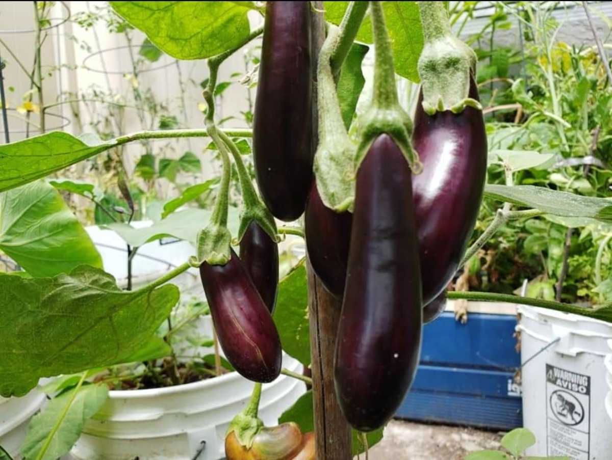 Eggplant (talong)