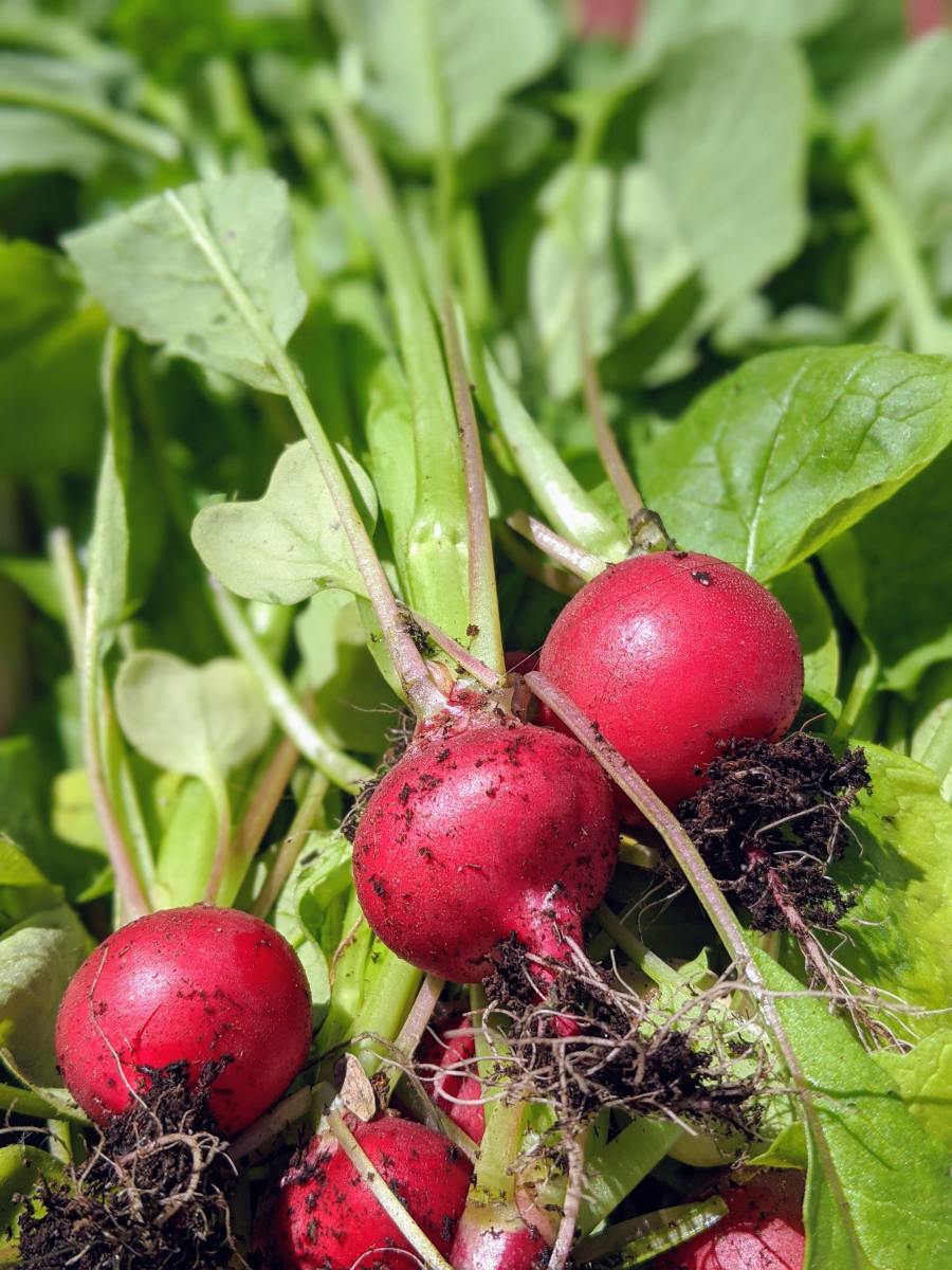 There are lots of great reasons to grow radishes in your garden.