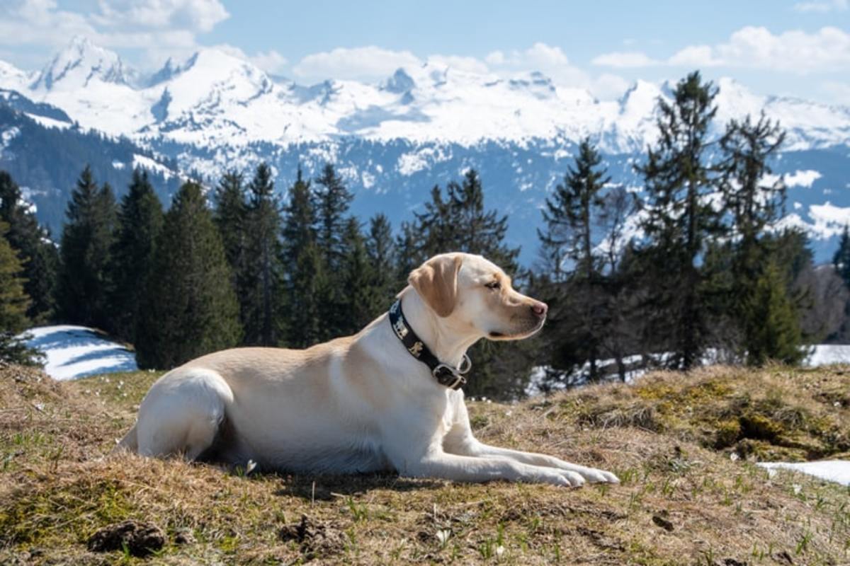 are labradors high energy