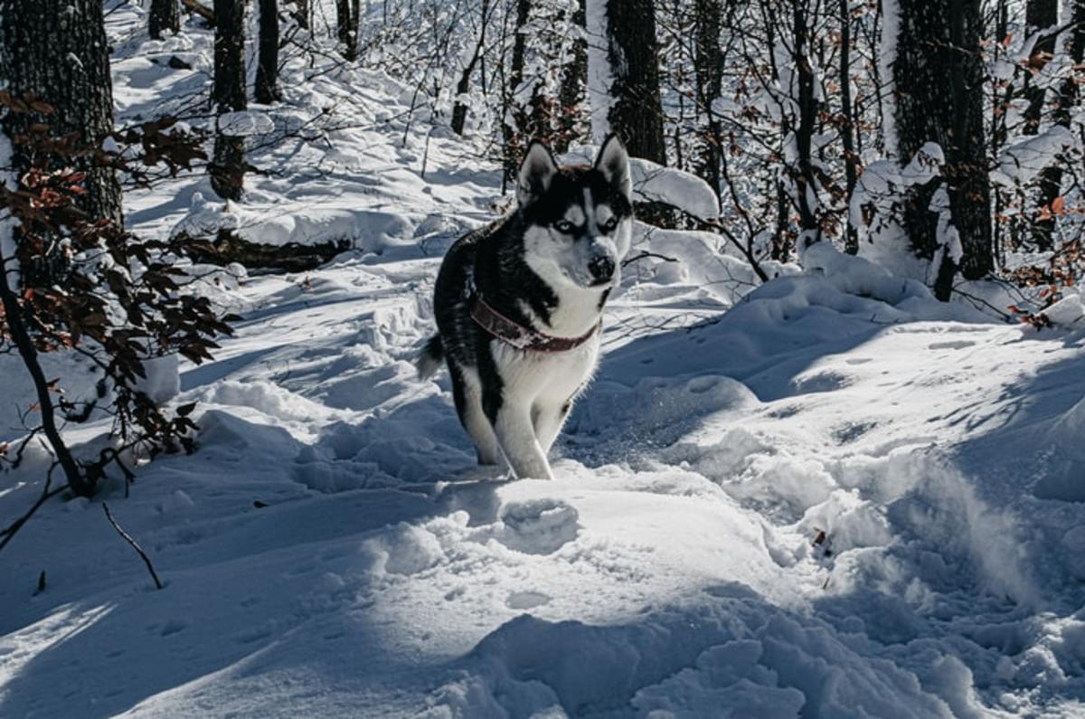 Originally bred to be sled dogs, Siberian Huskies were made to run and are known for their agility.