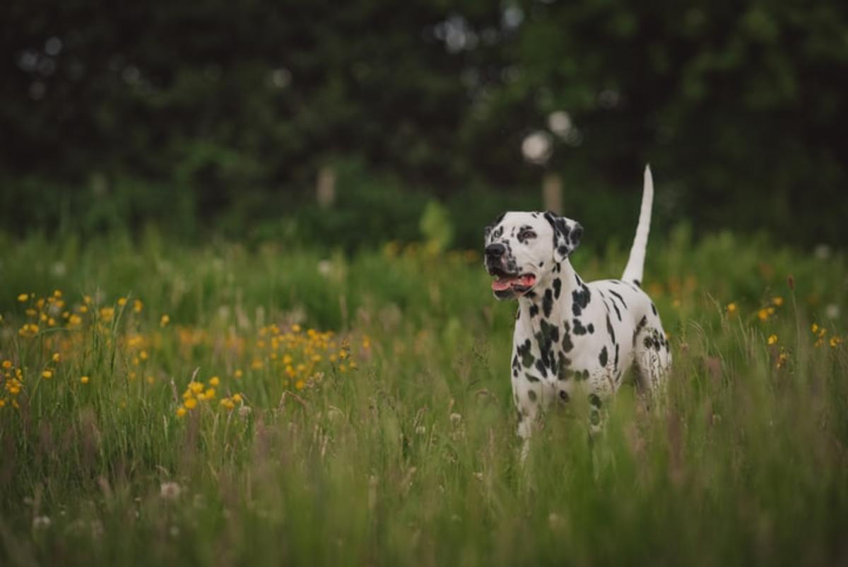 If you're looking for a marathon or long-distance training partner, the Dalmatian will happily fill the position for you!