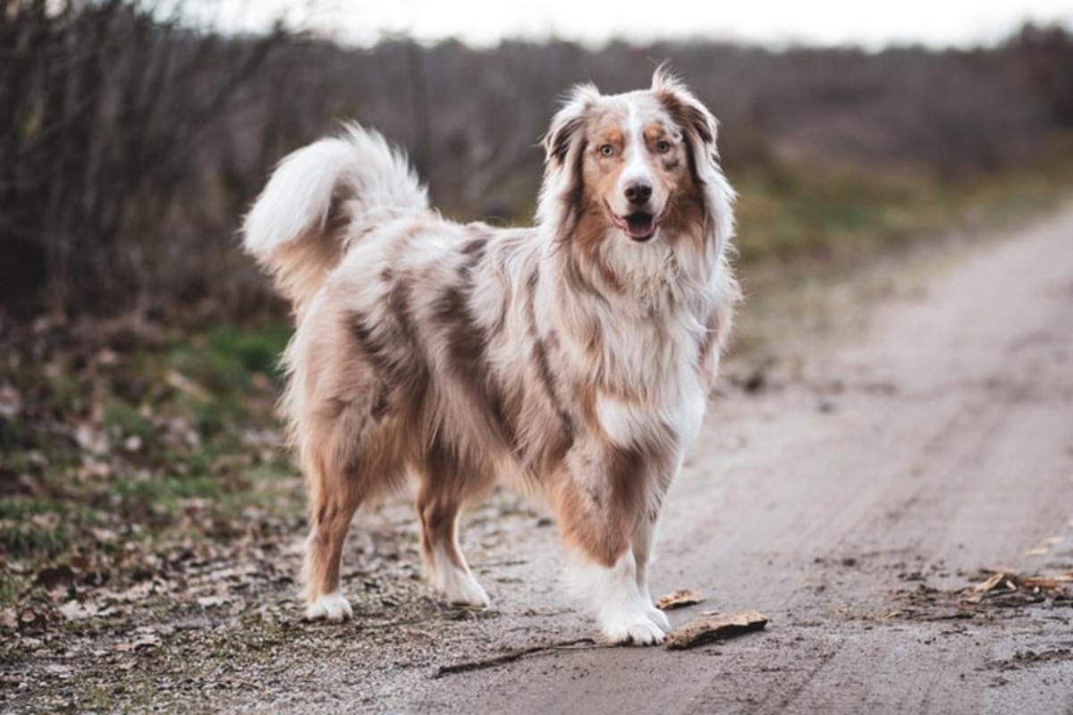 Because of all their energy, it’s important for your Australian Shepherd to get lots of time to run and burn off some steam.