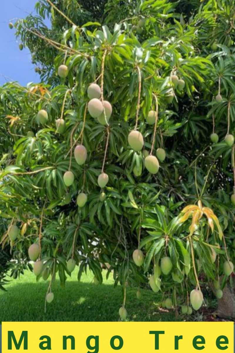 Mango is the national fruit. There are innumerable varieties of mango in our country.
