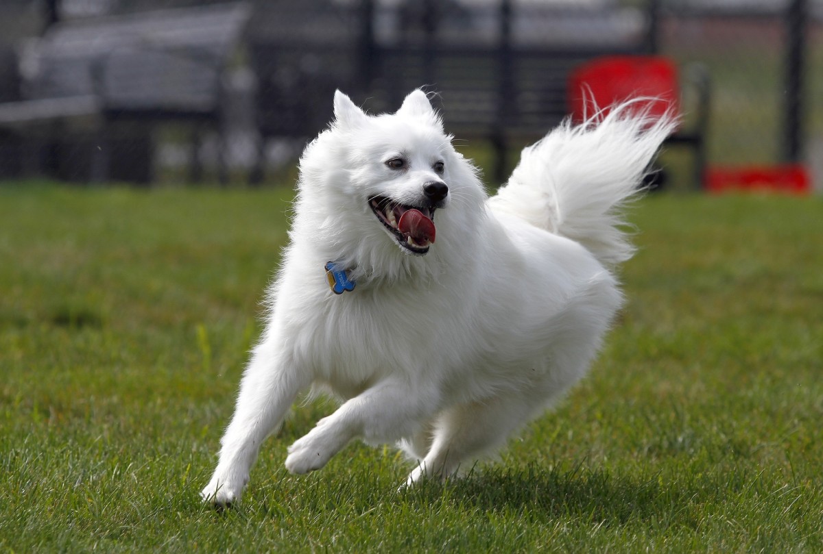 American Eskimo Dog: Temperament, Grooming, Training Methods and More