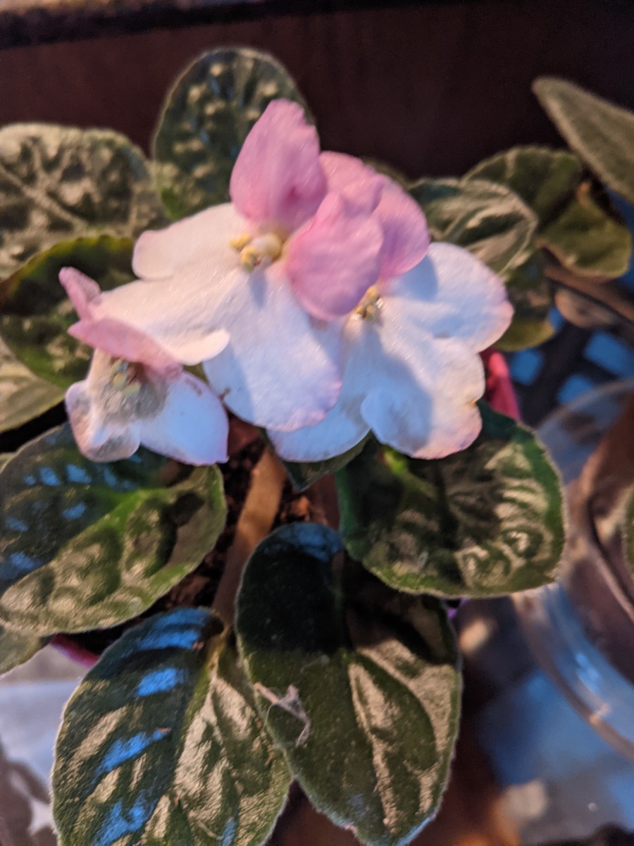 african-violets-blooming-is-the-prize