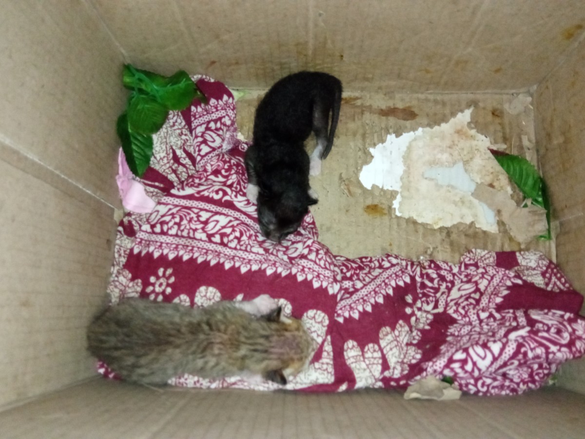 Black kitten is Ebony and greyish one is Fuzzy :)