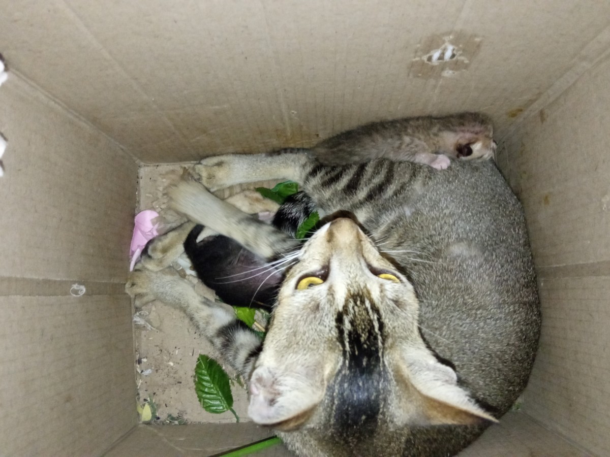 Mama kitty sheltering the kittens :)
