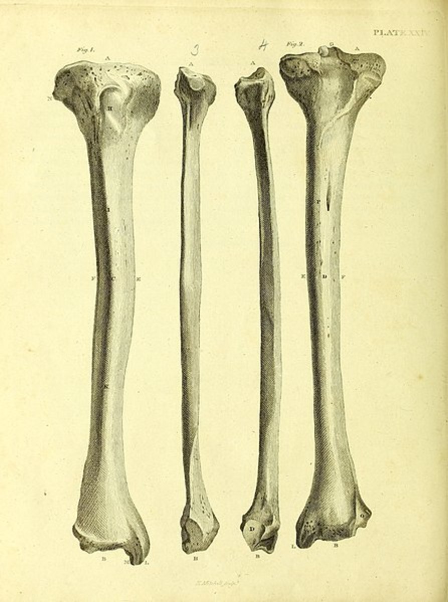 Human bones (Barclay Mitchell Skeletons)