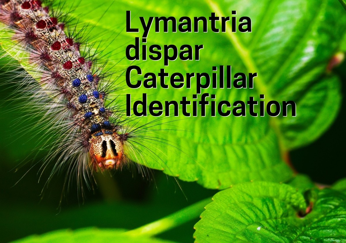 The Spongy Moth: Caterpillar Identification Guide (With Photos)