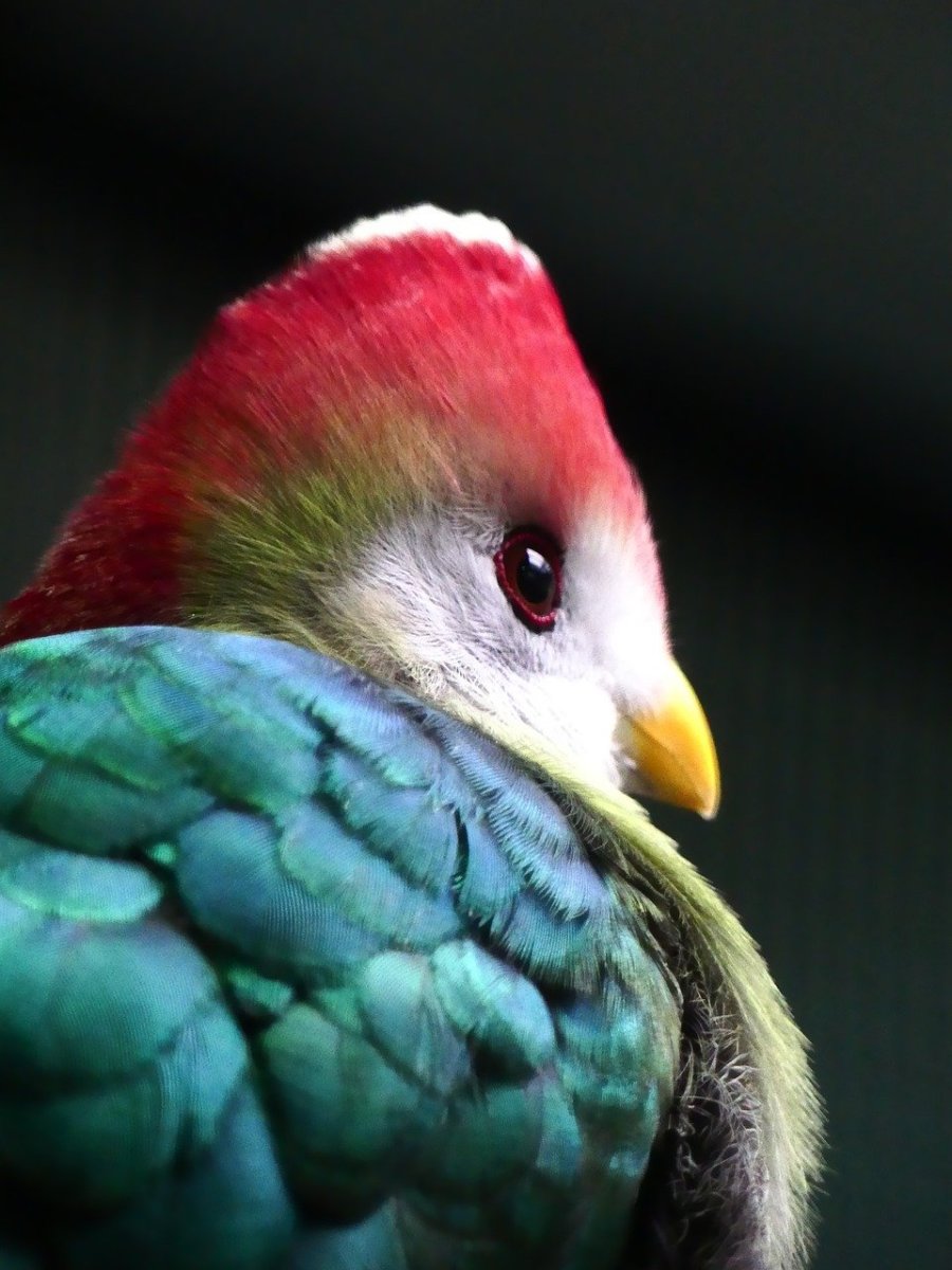 cendrawasih-the-bird-of-paradise-wildlife-in-papua-indonesia