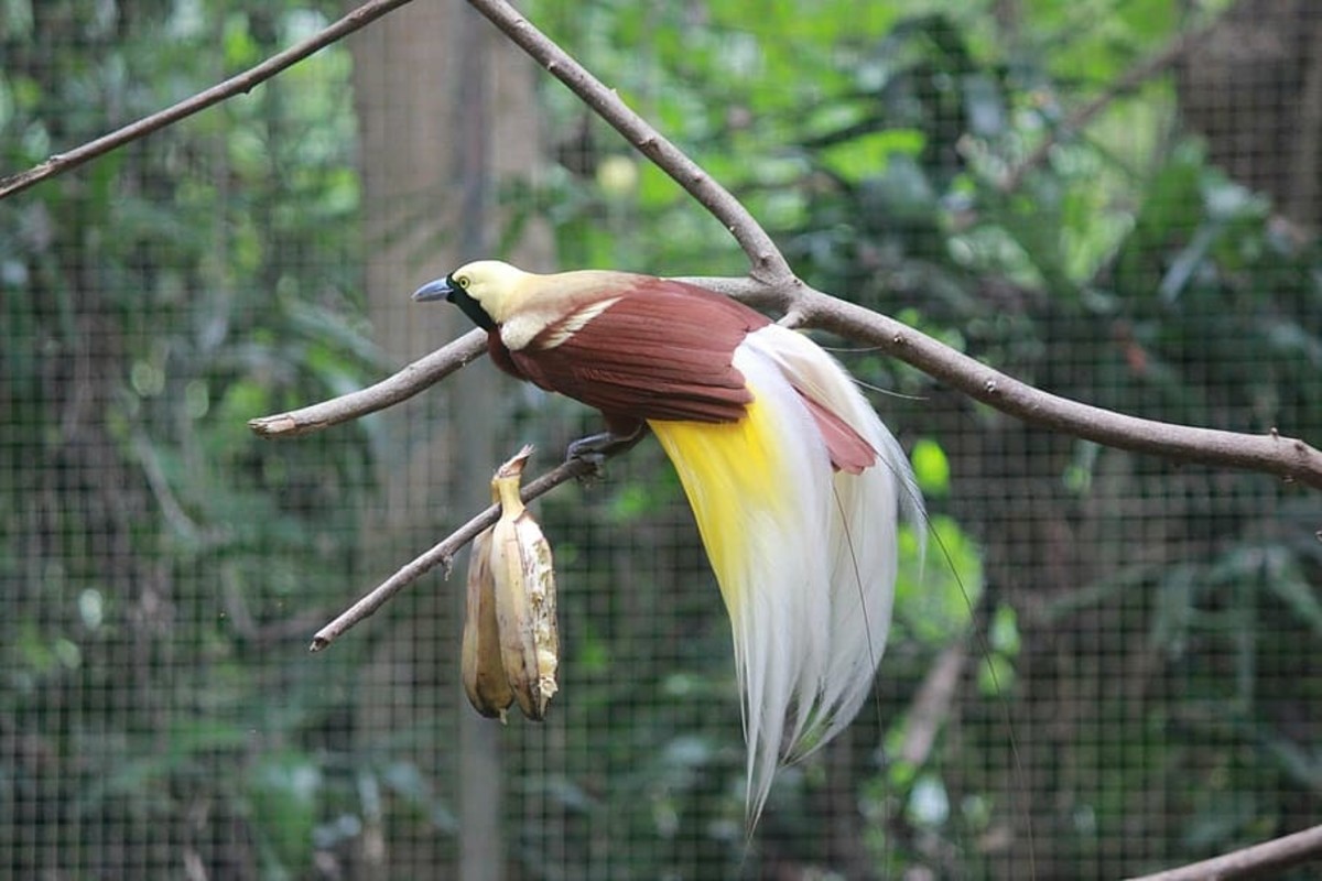 Cendrawasih, the Bird of Paradise - Wildlife In Papua, Indonesia
