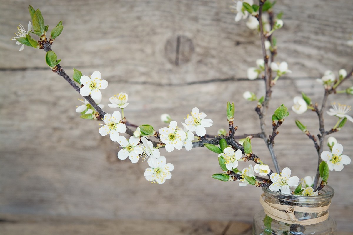 cherry-blossoms-white-blossoms