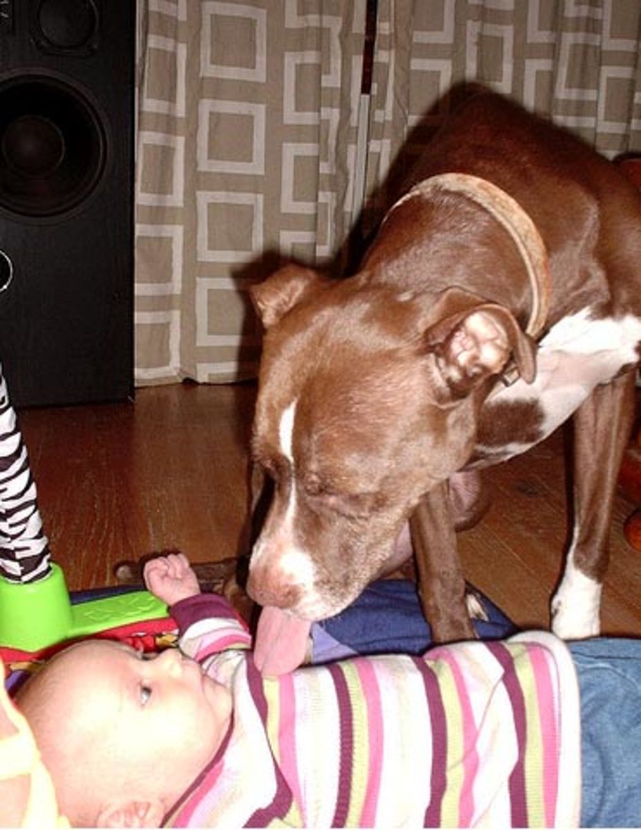 American Pit Bull Loving on a Baby