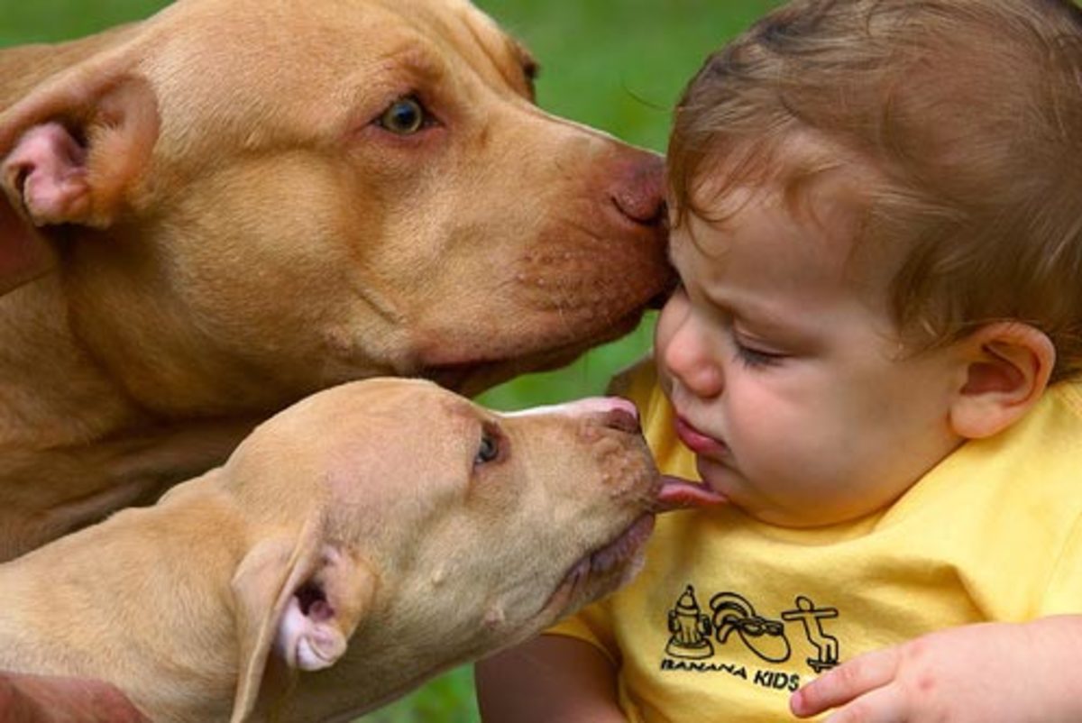 American Pit Bull Terriers Kiss Toddler