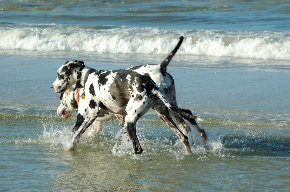 great-danes-what-you-need-to-know-about-them