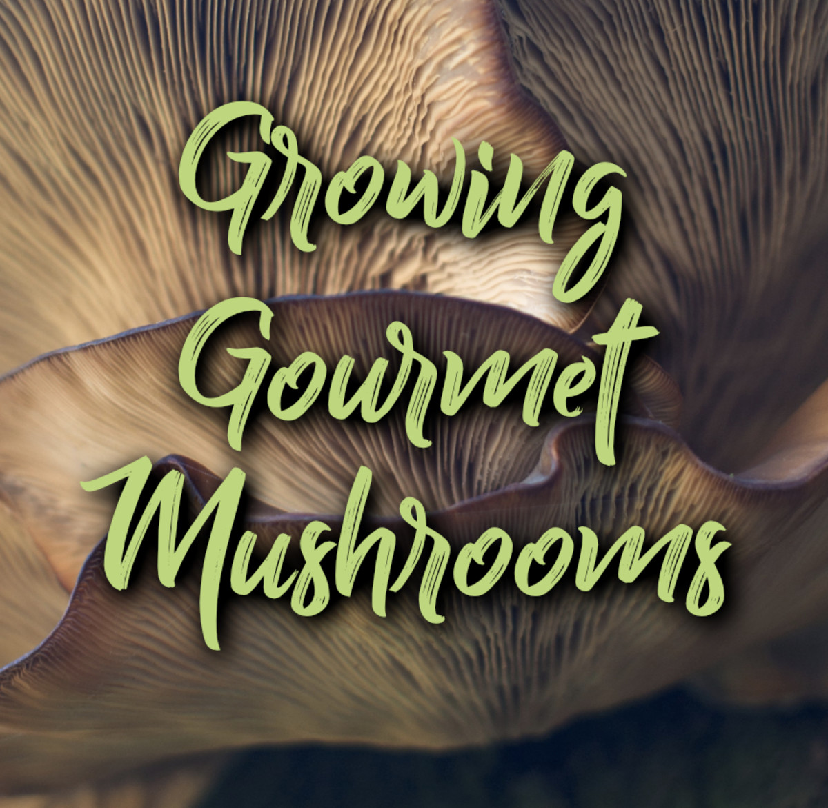 Learn how to grow gourmet mushrooms in hardwood, step-by-step.