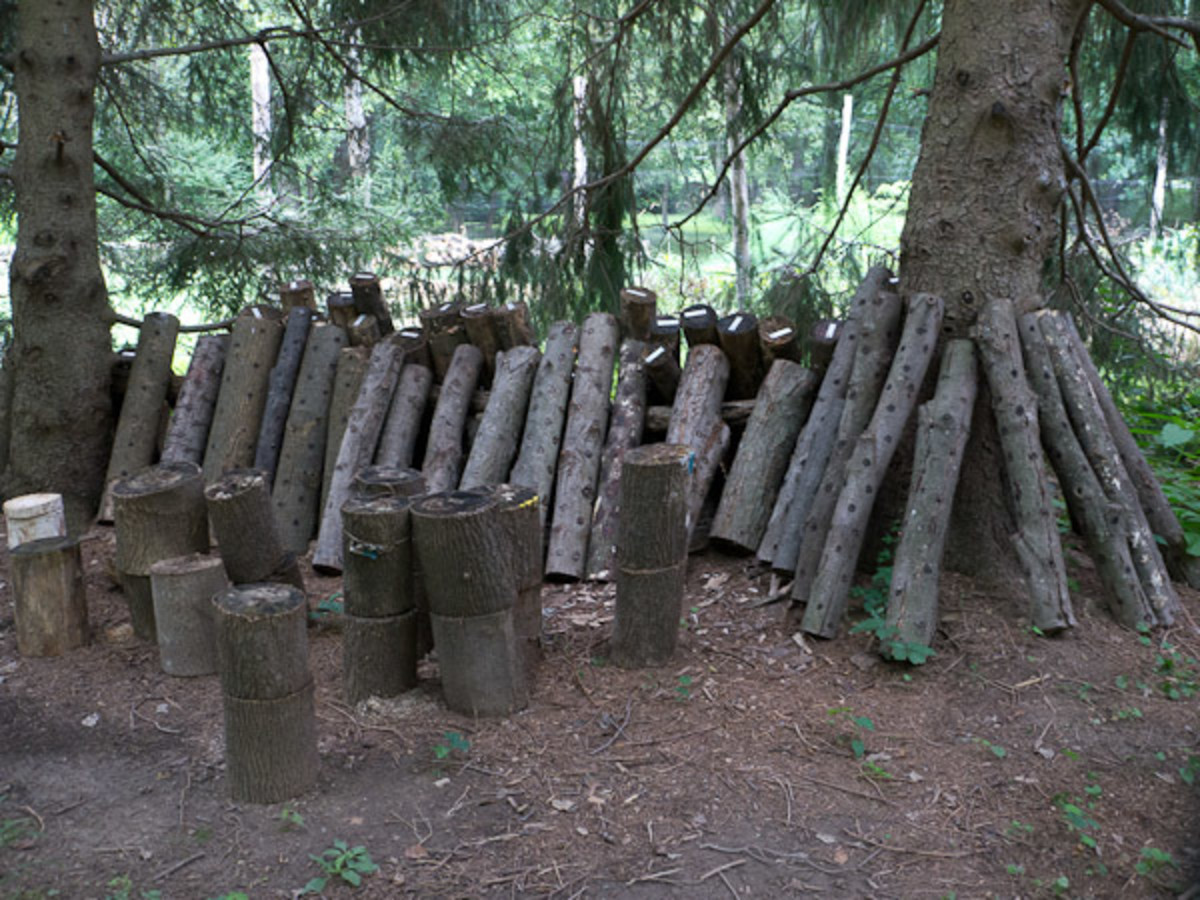 Leaning logs that are ready to fruit under evergreens 