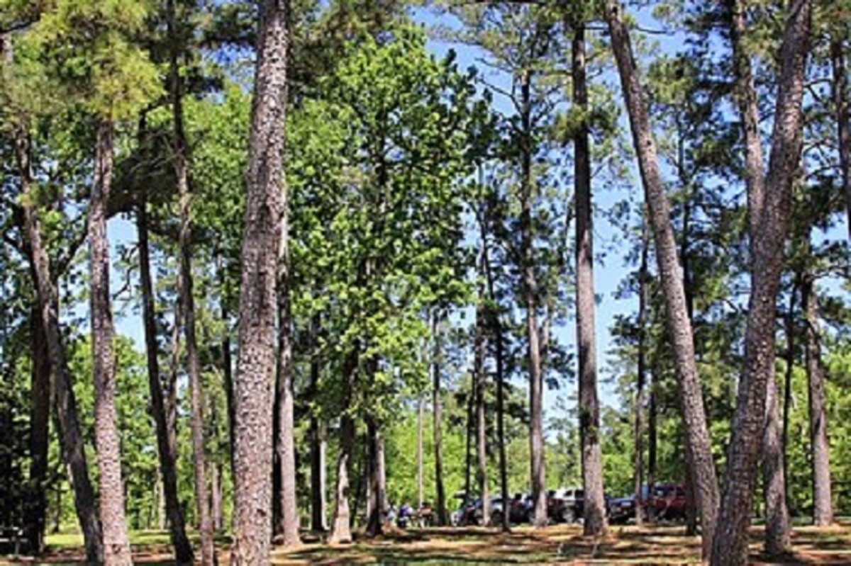 Typical East Texas Pine Tree Forest...as seen all throughout Point Blank, Texas