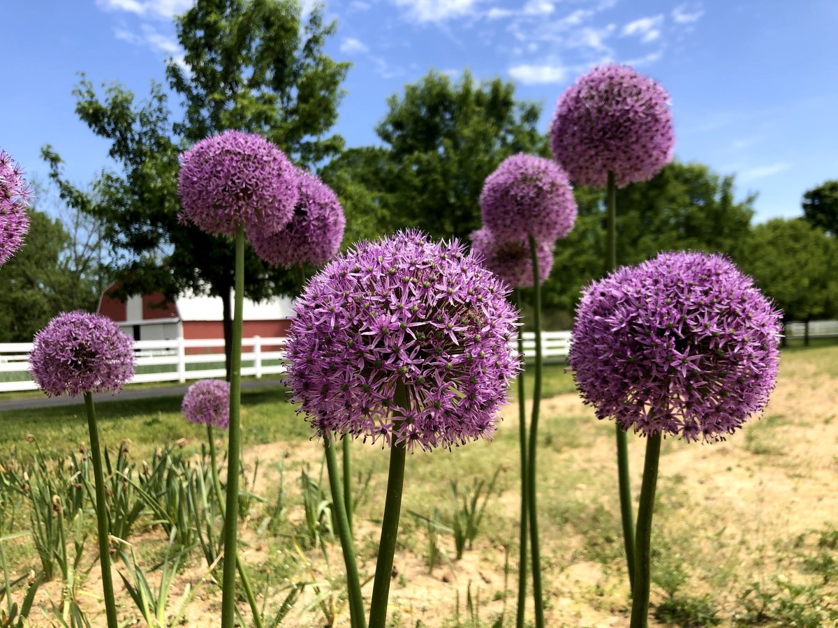 Though it isn't ideal, it is possible to plant perennials (like these alliums) and keep them alive in summer. 