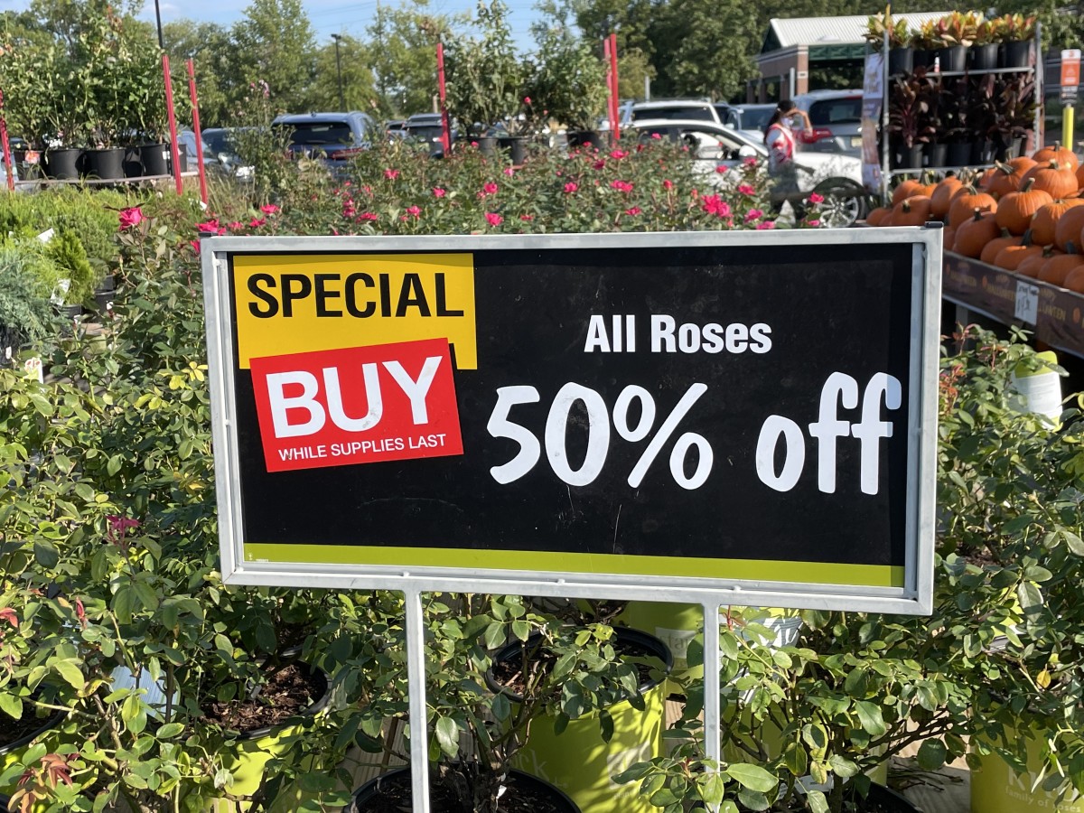 Kelly Lehman likes shopping for plants in fall, when most garden centers have major sales going on.