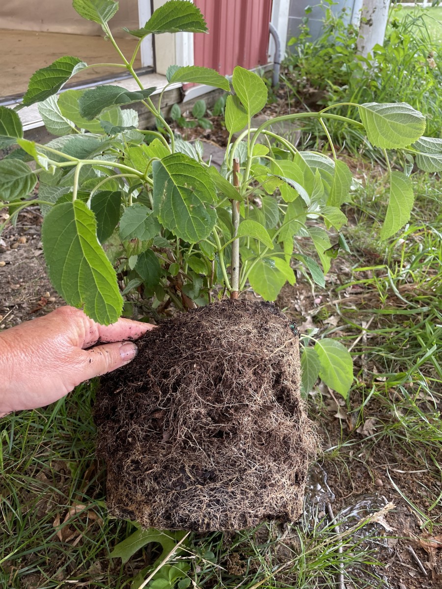 This root-bound hydrangea got too large in its pot and now has such matted roots that water can no longer get into the plant.