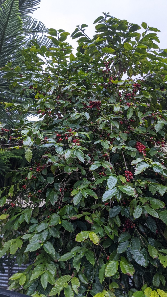 Where Does Coffee Come From?