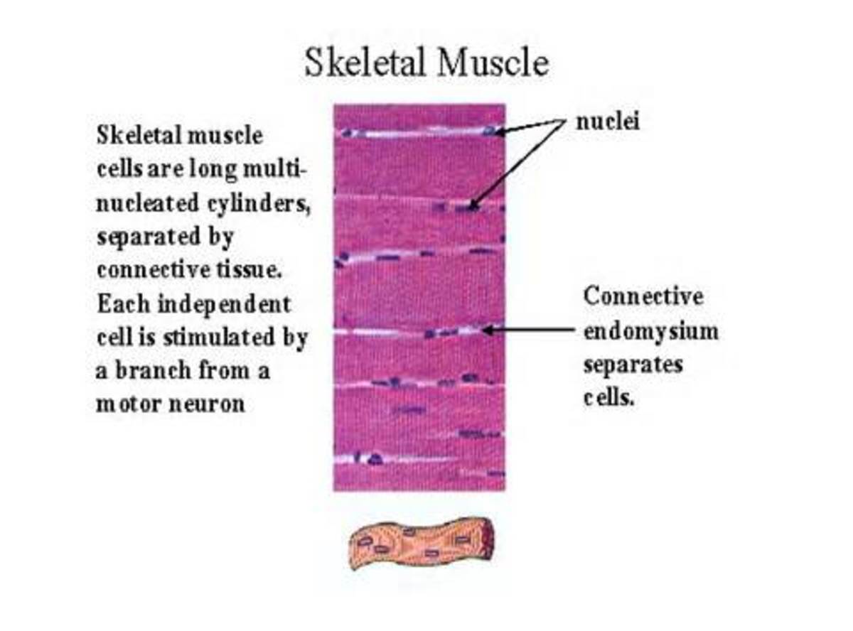 muscles-and-the-sliding-filament-model