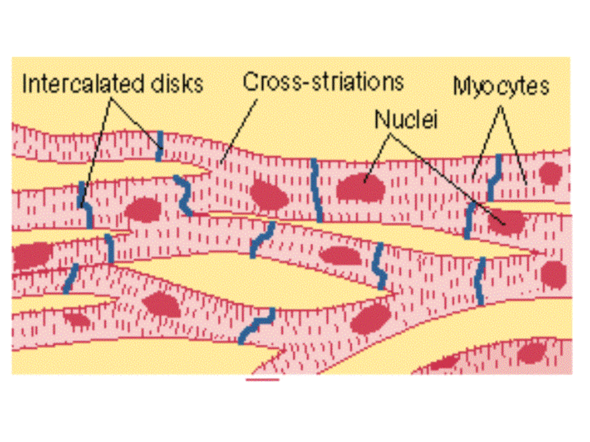 muscles-and-the-sliding-filament-model