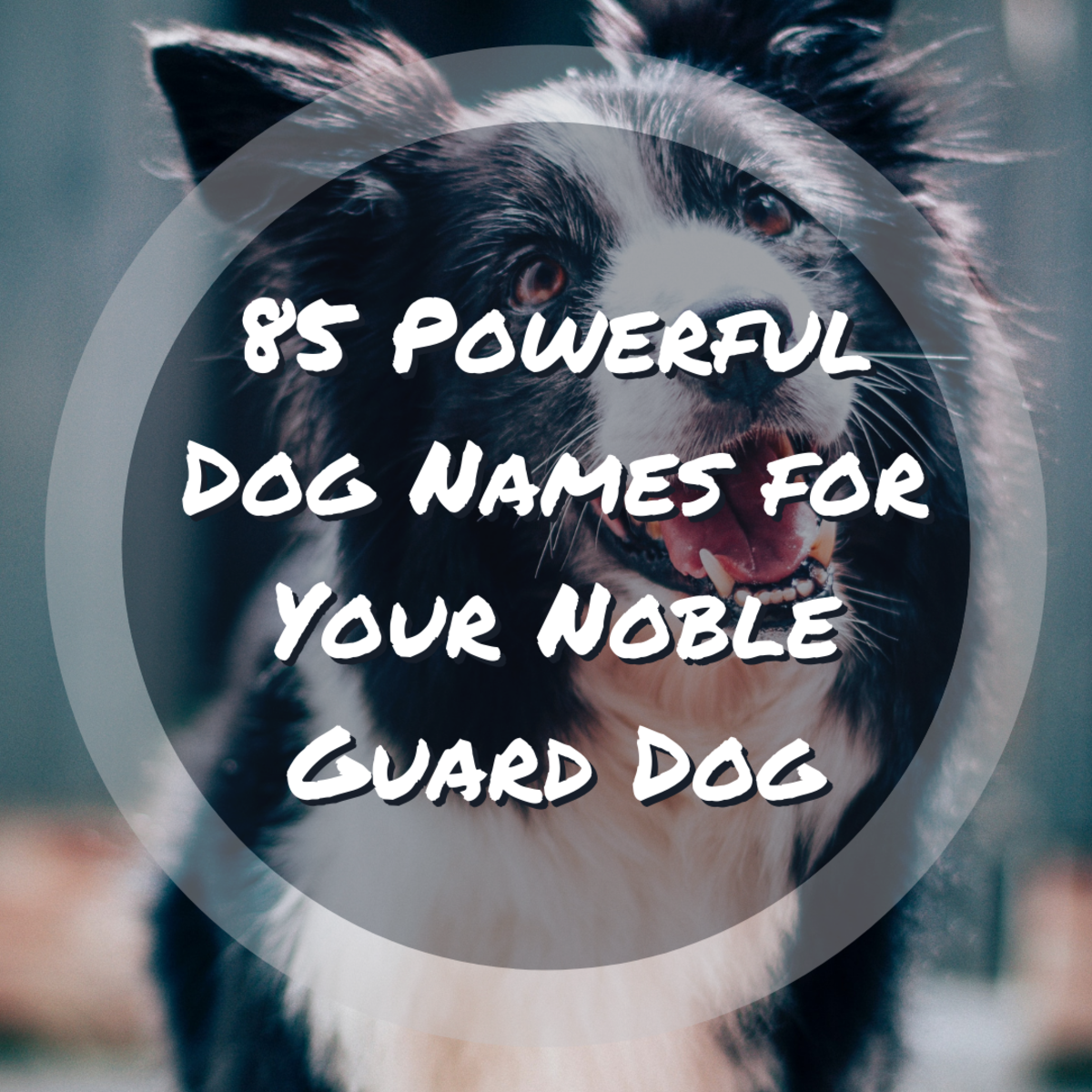 This article provides 85 great names for your powerful guard dog.