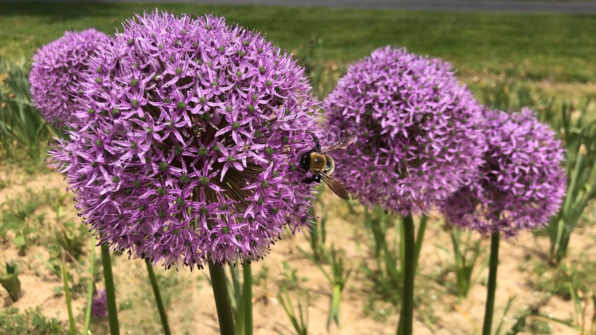 How to Plant Allium Bulbs in Your Garden in Fall
