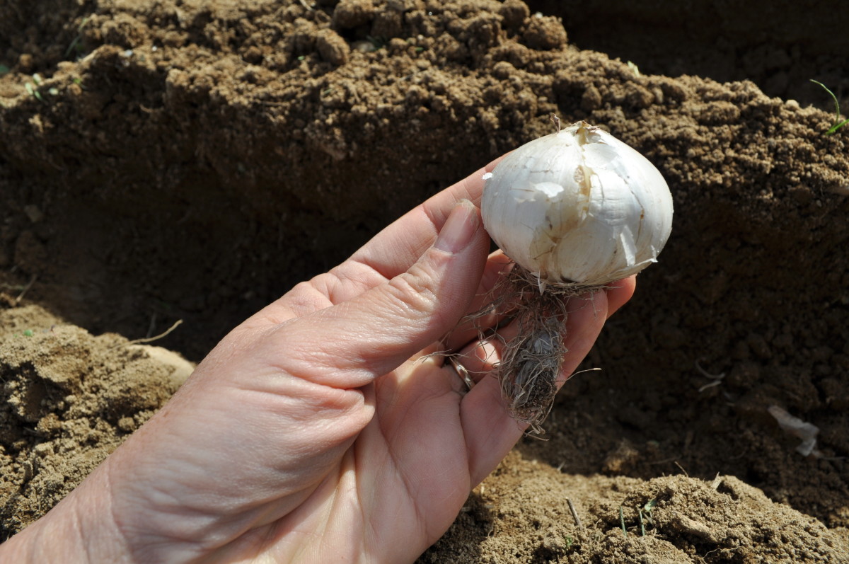 Allium bulbs must be planted with the root side down and the rounded side up, like so!