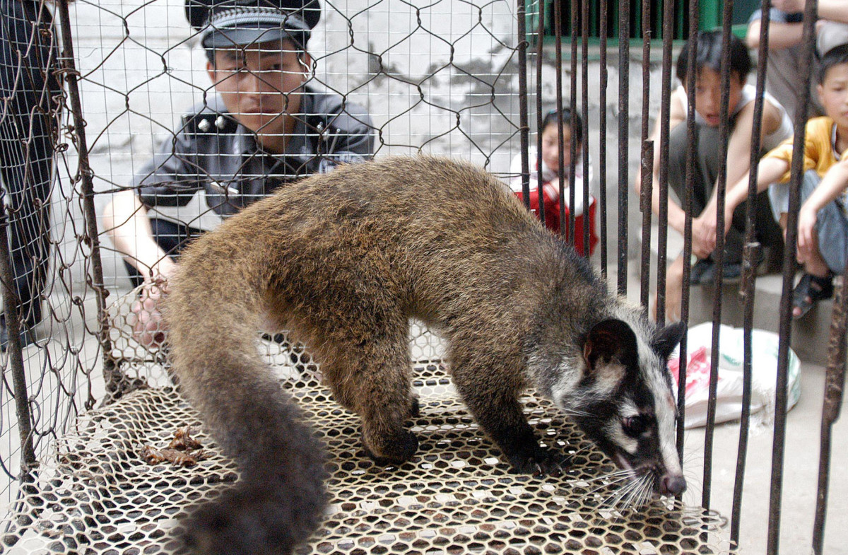 An animal being sold in the Wuhan Market.