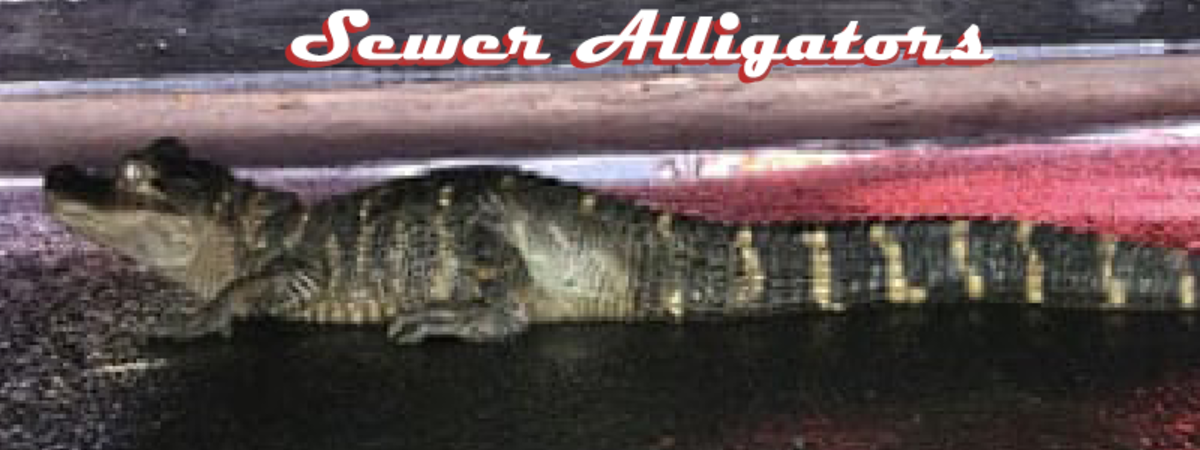 Alligators in the Sewers, O My!