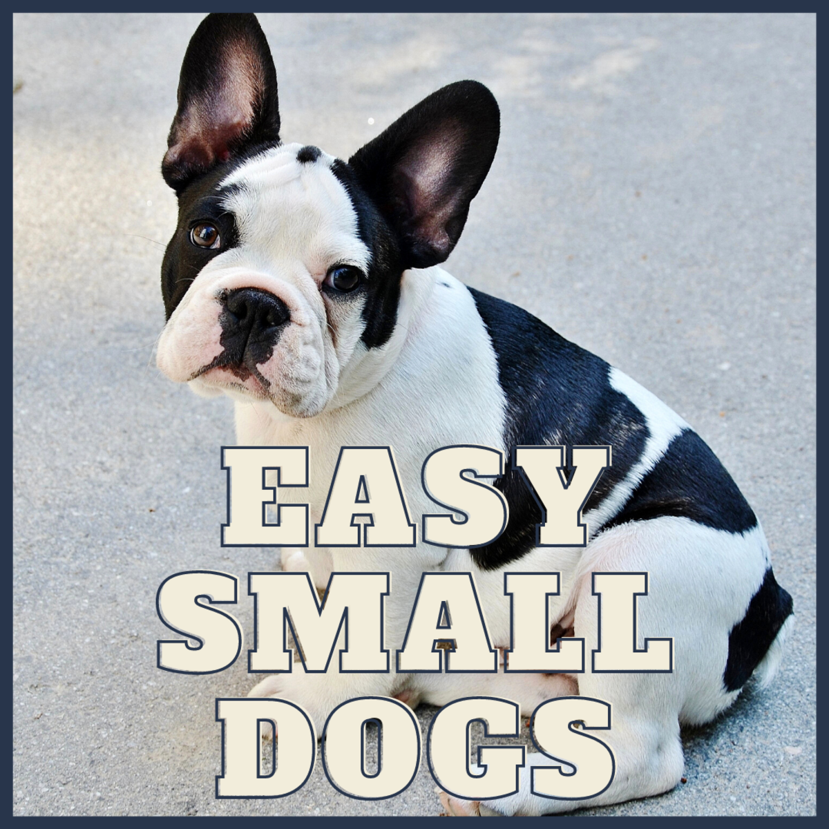 10 Low-Maintenance Small Dog Breeds