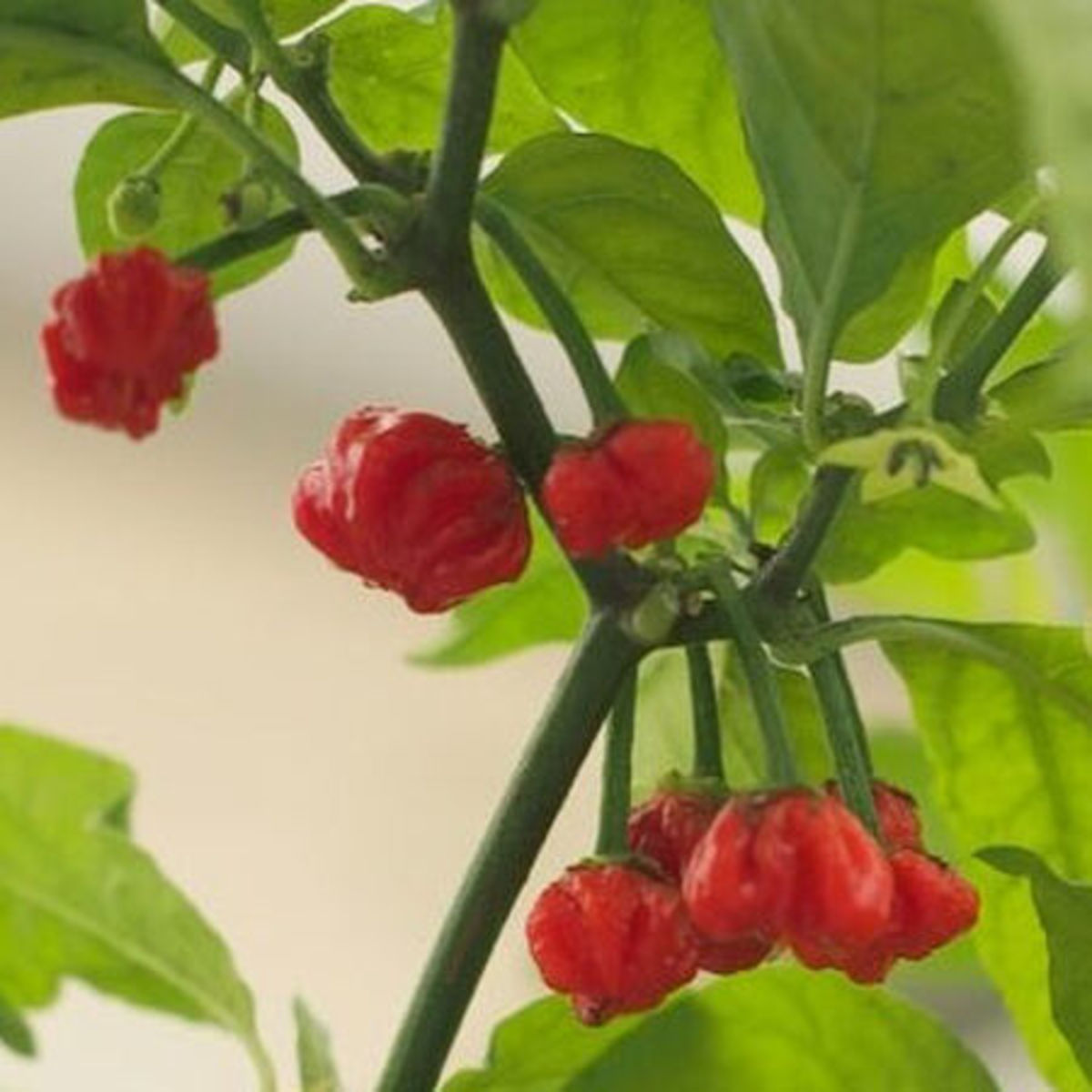 The Dragon's Breath Pepper is currently considered the world's hottest pepper.