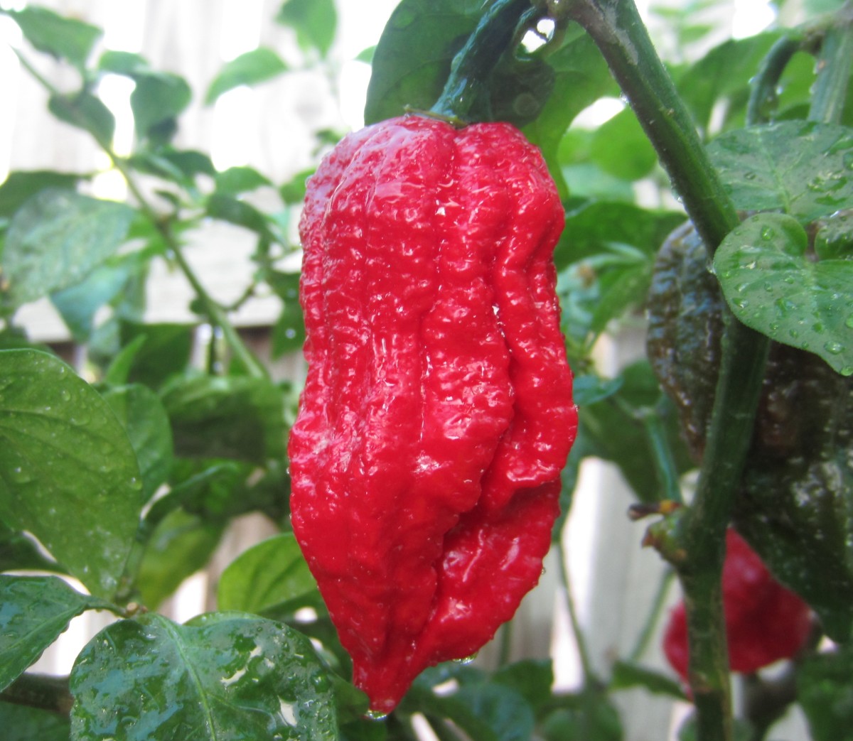 The spicy 7 Pot Barrackpore pepper