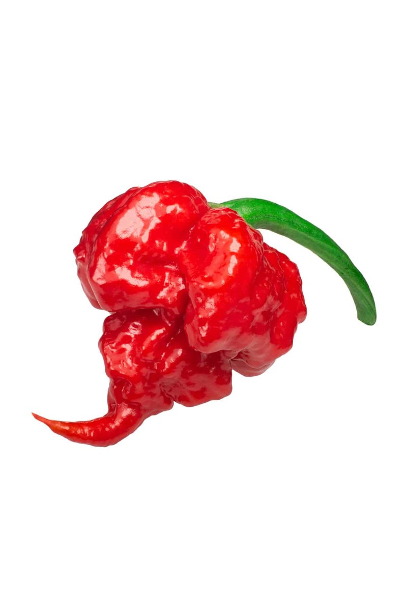 The exceptionally hot 7 Pot Primo pepper