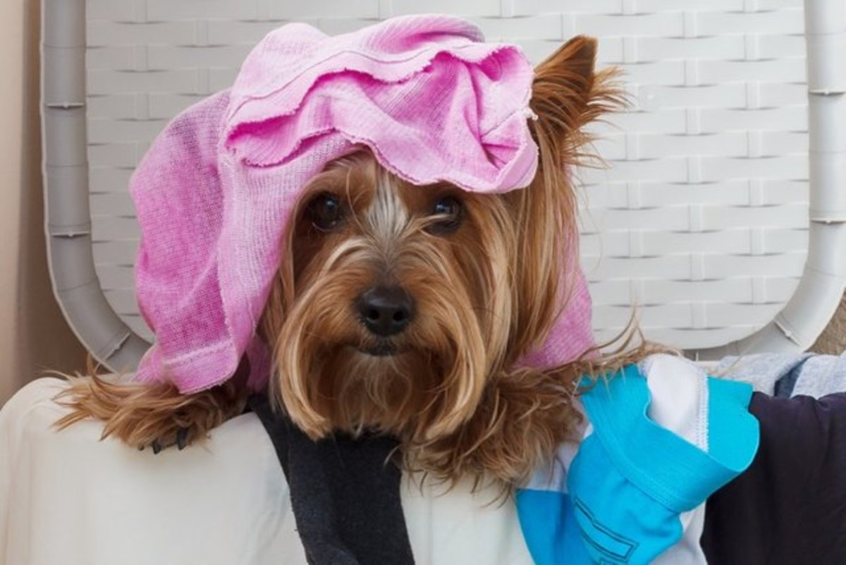 why-your-dog-follows-you-to-the-bathroom-and-other-weird-pet-quirks-explained