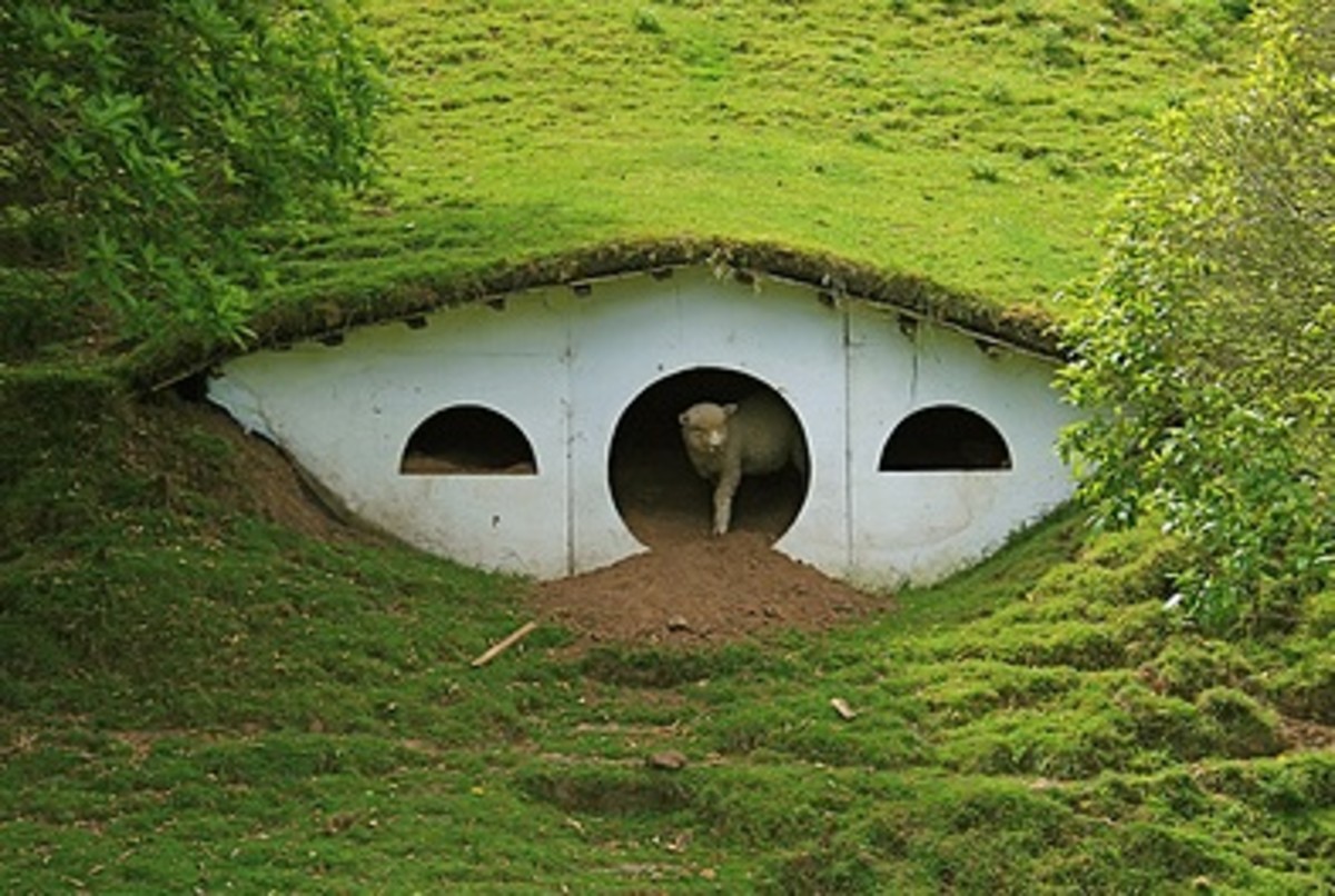 Lord of the Rings: Hobbiton Inhabited by Sheep!